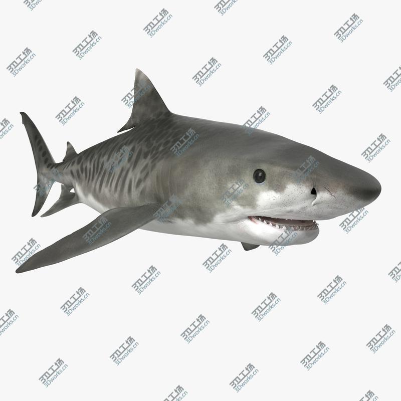 images/goods_img/20210313/Tiger Shark/1.jpg